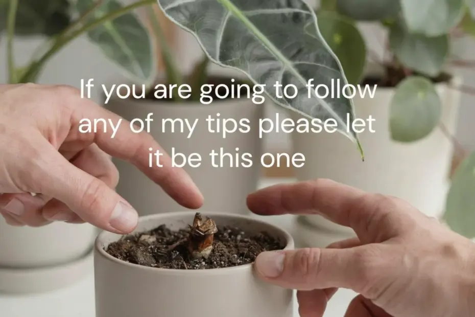 Houseplant Care Tips for Beginners | Avoid Overwatering | Easy Indoor Plant Guide