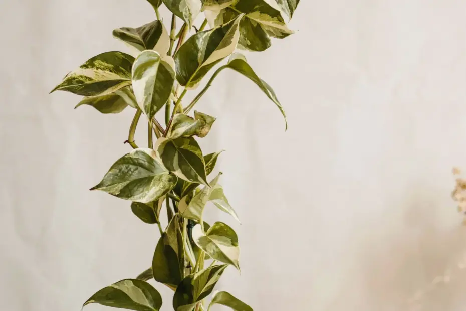 Pothos Plant Decor Ideas | Easy DIY Hanging Planters | Living Room Greenery