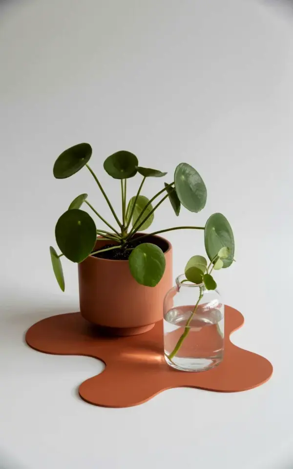 Pilea peperomioides on a curved terracotta plant stand | cozy indoor plant decor