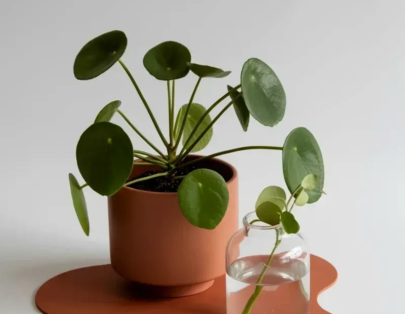 Pilea peperomioides on a curved terracotta plant stand | cozy indoor plant decor