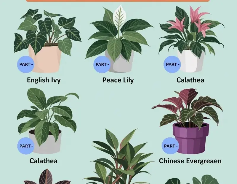 Shade Tolerant Plants for Low Light Rooms | Easy Houseplants for Dark Corners