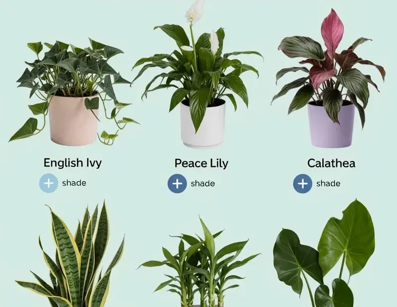 Shade-Tolerant Houseplants: 6 Low-Light Room Picks (Don't Make This Common Mistake)