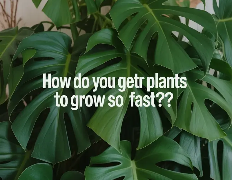 Monstera deliciosa care for fenestrated leaves this spring | Swiss cheese plant