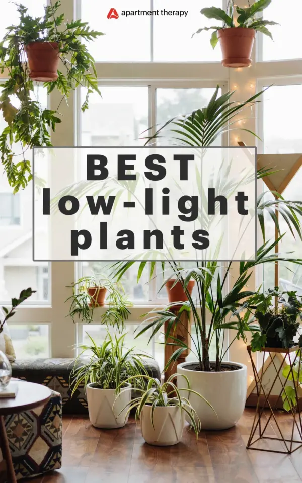Houseplants for Urban Apartments: 8 That Tolerate Low Light & Under-Watering