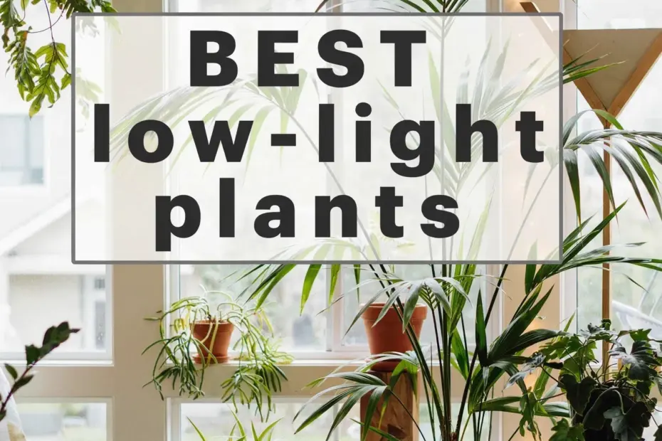 Houseplants for Urban Apartments: 8 That Tolerate Low Light & Under-Watering