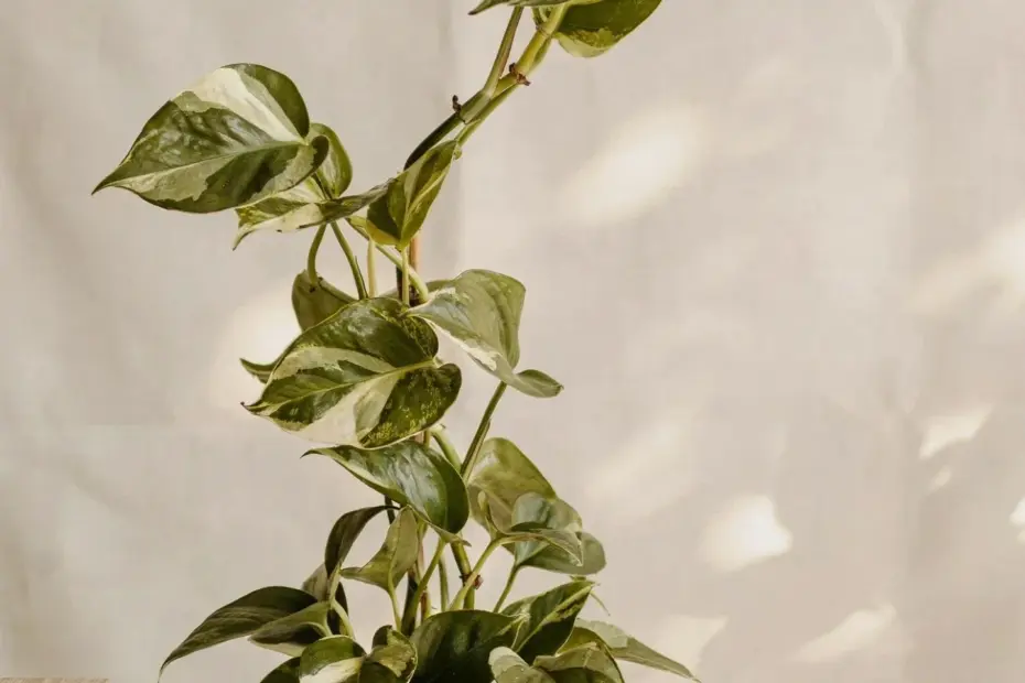 Pothos Plant Before & After: DIY Moss Pole Makeover