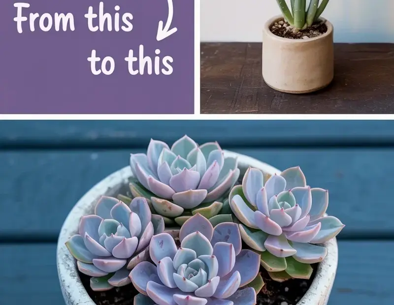 Succulent Propagation: From a Single Stem to a Full Pot of Purple Rosettes